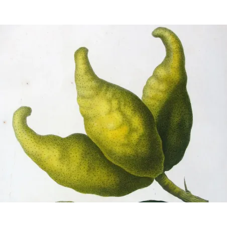 Antique Botanical Print – Pancrace Bessa – Bitter Orange, Neroli Oil