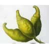 Bitter Orange, Neroli Oil, (*Citrus Bigaradia*,Citronnier Bigarrade, Antique botanical by Bessa (c.1801-1819)