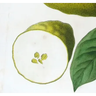 Antique Botanical Print – Pancrace Bessa – Bitter Orange, Neroli Oil