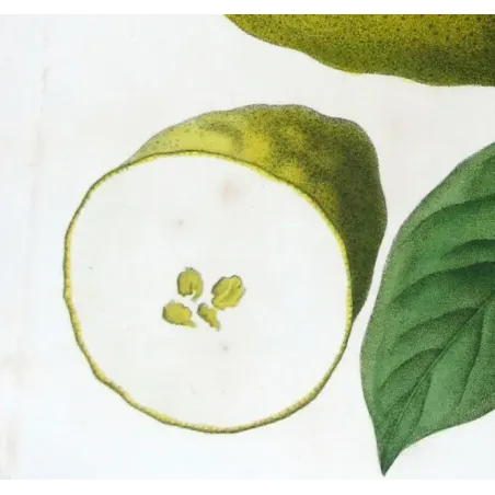 Antique Botanical Print – Pancrace Bessa – Bitter Orange, Neroli Oil
