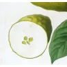 Bitter Orange, Neroli Oil, (*Citrus Bigaradia*,Citronnier Bigarrade, Antique botanical by Bessa (c.1801-1819)
