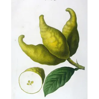 Antique Botanical Print – Pancrace Bessa – Bitter Orange, Neroli Oil