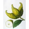 Bitter Orange, Neroli Oil, (*Citrus Bigaradia*,Citronnier Bigarrade, Antique botanical by Bessa (c.1801-1819)