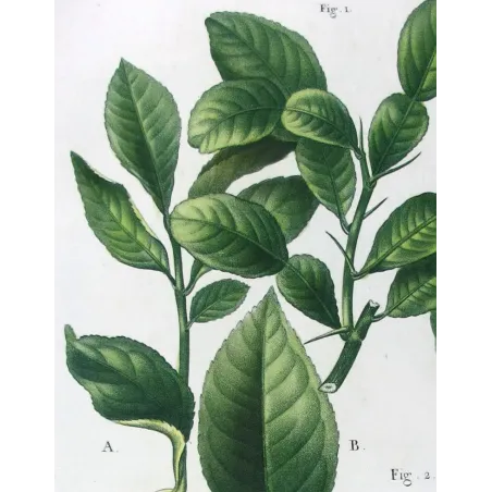 Antique Botanical Print – Pancrace Bessa – Grapefruit
