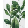 Grapefruit (*Citrus Decumana*), Citronnier Pompelmousse, Antique botanical print by Bessa  (c.1801-1819)