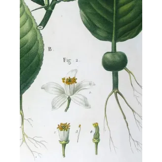 Antique Botanical Print – Pancrace Bessa – Grapefruit