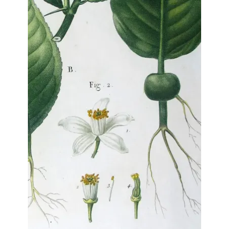 Antique Botanical Print – Pancrace Bessa – Grapefruit