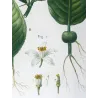 Grapefruit (*Citrus Decumana*), Citronnier Pompelmousse, Antique botanical print by Bessa  (c.1801-1819)