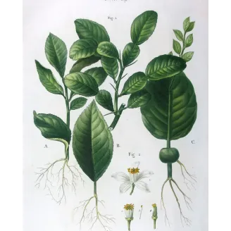 Antique Botanical Print – Pancrace Bessa – Grapefruit