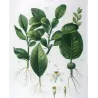 Grapefruit (*Citrus Decumana*), Citronnier Pompelmousse, Antique botanical print by Bessa  (c.1801-1819)