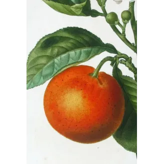 Antique Botanical Print – Pancrace Bessa – Lime Fruit