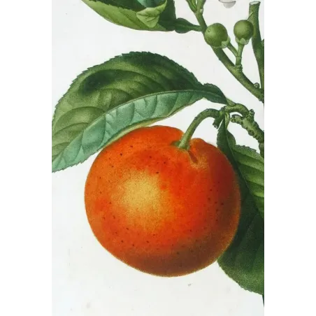 Antique Botanical Print – Pancrace Bessa – Lime Fruit