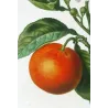Lime Fruit (*Citrus Limonum*), Citronnier Limonier, Antique botanical print by Bessa  (c.1801-1819)