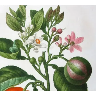 Antique Botanical Print – Pancrace Bessa – Lime Fruit