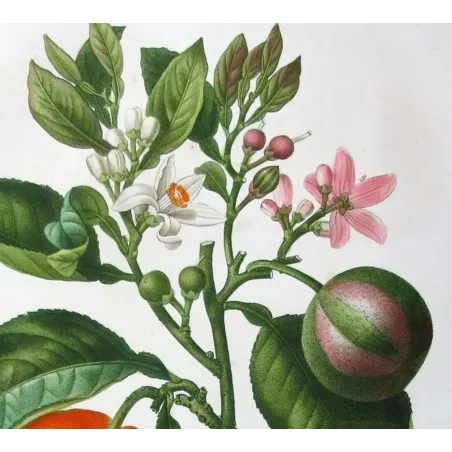 Antique Botanical Print – Pancrace Bessa – Lime Fruit