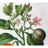 Lime Fruit (*Citrus Limonum*), Citronnier Limonier, Antique botanical print by Bessa  (c.1801-1819)