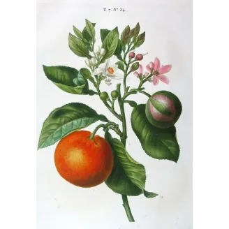 Antique Botanical Print – Pancrace Bessa – Lime Fruit