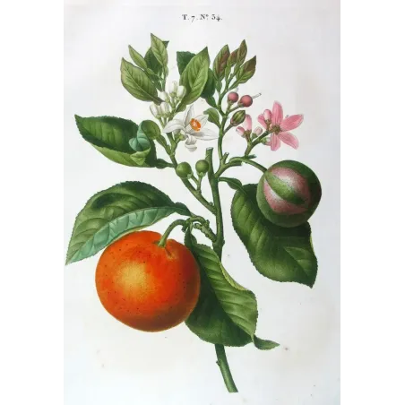 Antique Botanical Print – Pancrace Bessa – Lime Fruit