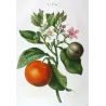 Lime Fruit (*Citrus Limonum*), Citronnier Limonier, Antique botanical print by Bessa  (c.1801-1819)
