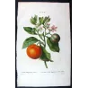 Lime Fruit (*Citrus Limonum*), Citronnier Limonier, Antique botanical print by Bessa  (c.1801-1819)