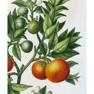Antique Botanical Print – Pancrace Bessa – Lemon tree