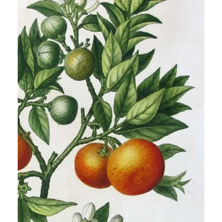 Antique Botanical Print – Pancrace Bessa – Lemon tree