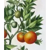 Lemon tree (*Bigaradia Sinensis*), Citronnier Bigaradier Chinois,Antique botanical print by Bessa (c.1801-1819)