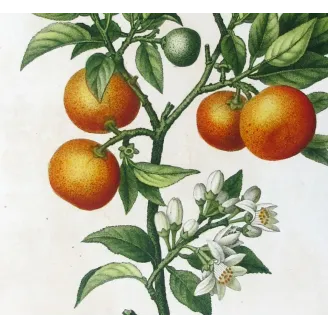 Antique Botanical Print – Pancrace Bessa – Lemon tree
