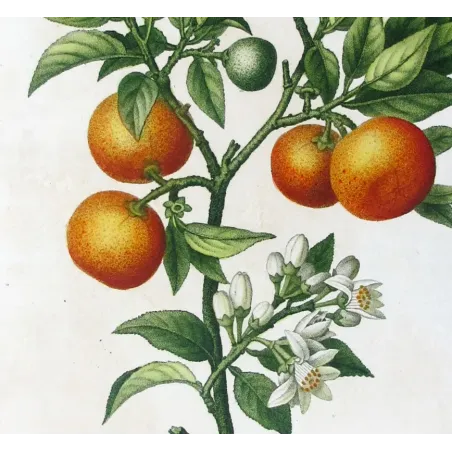 Antique Botanical Print – Pancrace Bessa – Lemon tree
