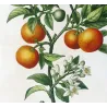 Lemon tree (*Bigaradia Sinensis*), Citronnier Bigaradier Chinois,Antique botanical print by Bessa (c.1801-1819)