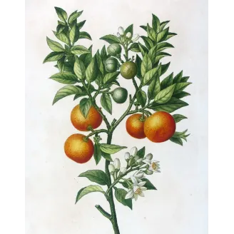 Antique Botanical Print – Pancrace Bessa – Lemon tree