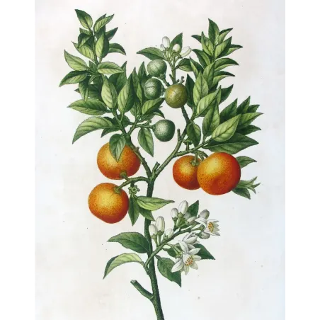 Antique Botanical Print – Pancrace Bessa – Lemon tree
