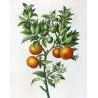 Lemon tree (*Bigaradia Sinensis*), Citronnier Bigaradier Chinois,Antique botanical print by Bessa (c.1801-1819)
