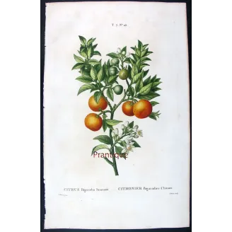 Antique Botanical Print – Pancrace Bessa – Lemon tree