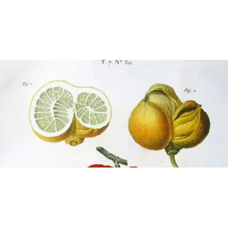 Antique Botanical Print – Pancrace Bessa – Lemon  Orange Fruits, Citronnier, Antique botanical print by Bessa