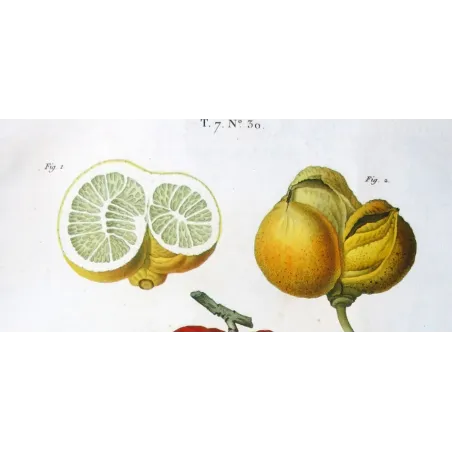 Antique Botanical Print – Pancrace Bessa – Lemon  Orange Fruits, Citronnier, Antique botanical print by Bessa