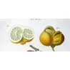 Lemon  Orange Fruits, Citronnier, Antique botanical print by Bessa  (c.1801-1819)
