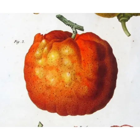 Antique Botanical Print – Pancrace Bessa – Lemon  Orange Fruits, Citronnier, Antique botanical print by Bessa