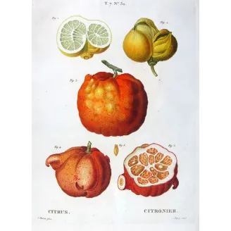 Antique Botanical Print – Pancrace Bessa – Lemon  Orange Fruits, Citronnier, Antique botanical print by Bessa