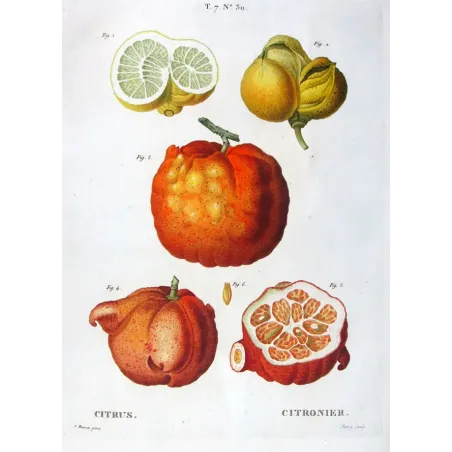 Antique Botanical Print – Pancrace Bessa – Lemon  Orange Fruits, Citronnier, Antique botanical print by Bessa