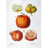 Lemon  Orange Fruits, Citronnier, Antique botanical print by Bessa  (c.1801-1819)