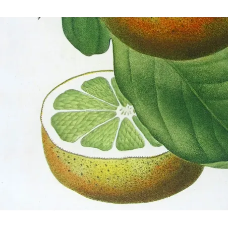 Antique Print by Pancrace Bessa – Lemon Tree (Citrus Decumana)
