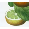 Lemon Tree (*Citrus Decumana*), Citronnier Pompelmouse, Antique botanical print by Bessa (c.1801-1819)