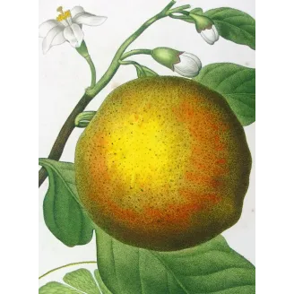 Antique Print by Pancrace Bessa – Lemon Tree (Citrus Decumana)