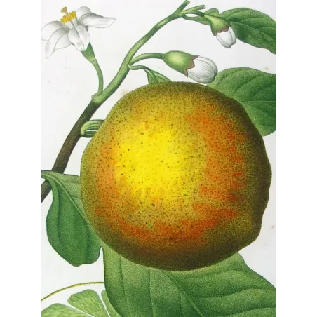 Antique Print by Pancrace Bessa – Lemon Tree (Citrus Decumana)