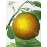 Lemon Tree (*Citrus Decumana*), Citronnier Pompelmouse, Antique botanical print by Bessa (c.1801-1819)