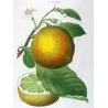 Lemon Tree (*Citrus Decumana*), Citronnier Pompelmouse, Antique botanical print by Bessa (c.1801-1819)
