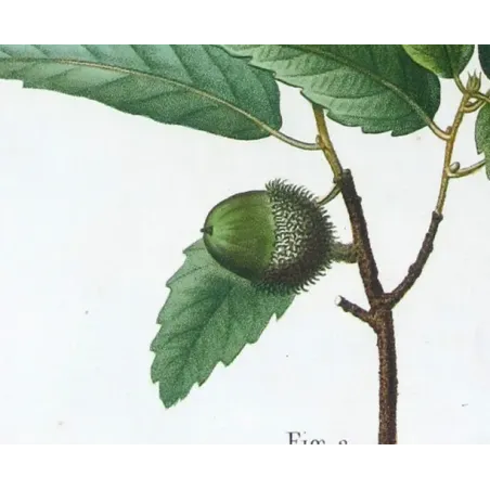 Antique Botanical Print – Pancrace Bessa – Cork Oak