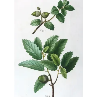 Antique Botanical Print – Pancrace Bessa – Cork Oak