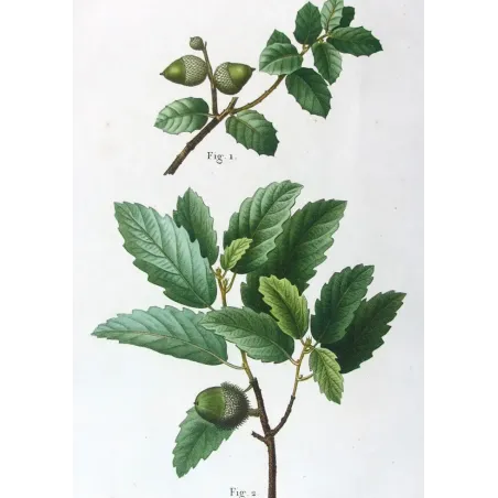 Antique Botanical Print – Pancrace Bessa – Cork Oak